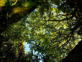 Low angle view of tree