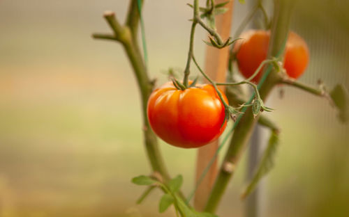 Close-up of tomatoes on plant