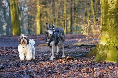 Scenic view of two dogs walking in the forest