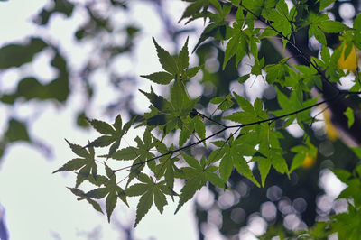 Close-up of white flowering plant