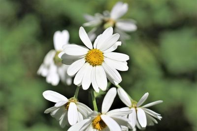 Close-up of white daisy flower