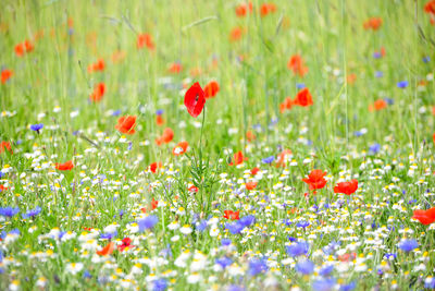 Close-up of purple flowering plants on field