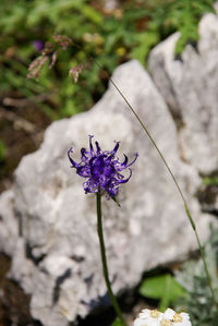 Close-up of insect on purple flower