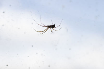 Close-up of spider