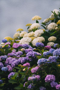 Close-up of plants