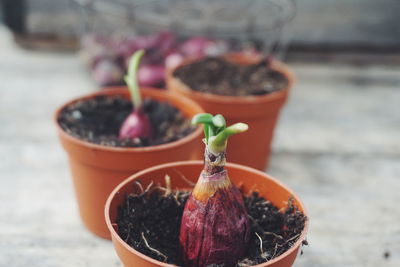 Close-up of onion in pot