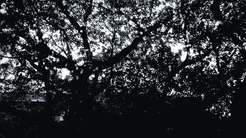 Low angle view of silhouette trees in forest against sky