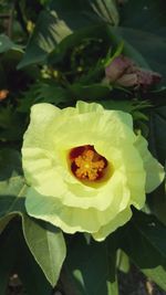 Close-up of yellow rose