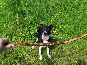 Dog lying on land and waiting foe throwing a stick