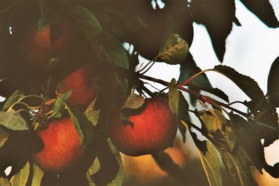 Close-up of fruits on tree