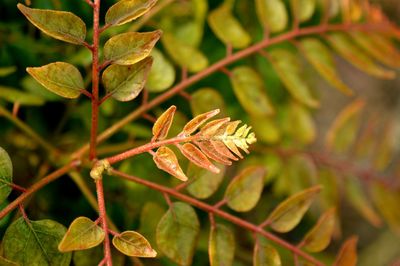 Close-up of leaves on tree