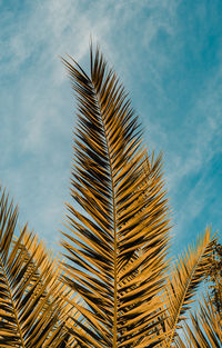 Low angle view of coconut palm tree against sky