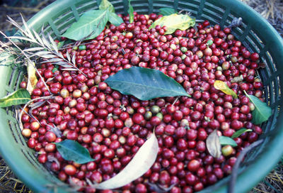 High angle view of cherries in container