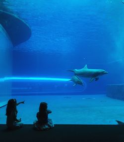 Fish swimming in aquarium