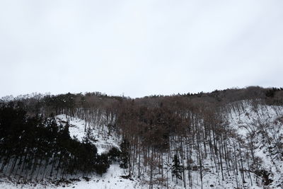 Trees on snow covered land against sky