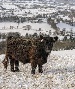 Sheep standing on field during winter