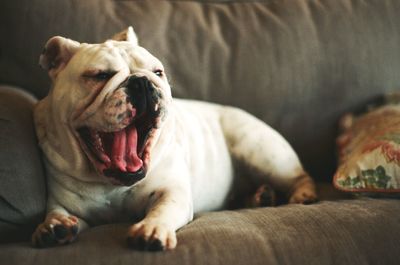 Close-up of dog lying on floor