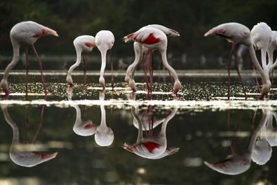 View of birds drinking water