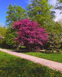 Pink flowering tree in park