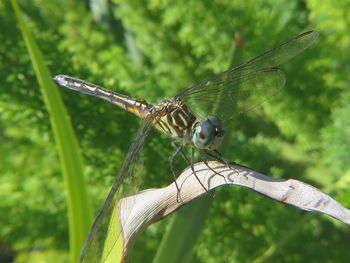 Close-up of damselfly on plant