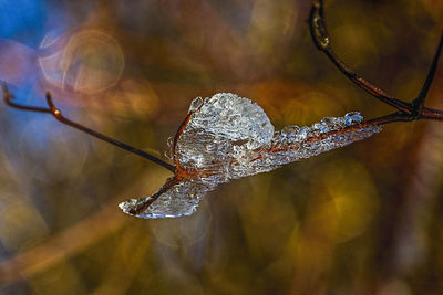 Close-up of water drop on branch