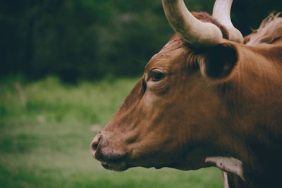 Close-up of cow looking away