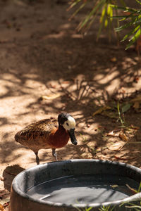 Close-up of bird perching on ground