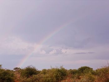 Rainbow over trees against sky
