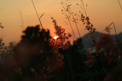 Close-up of silhouette plants on field against orange sky