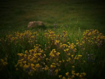 Yellow flowers blooming in field