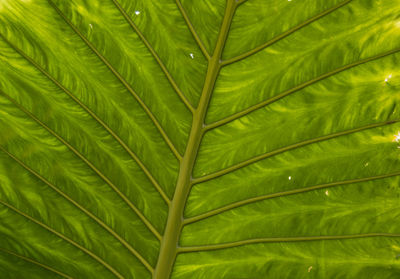 Full frame shot of green leaves