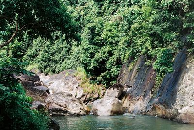 Scenic view of forest