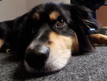 Close-up portrait of dog relaxing