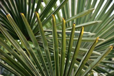 Close-up of bird on plant