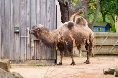 Sheep standing in stable