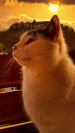 Close-up of a cat looking away