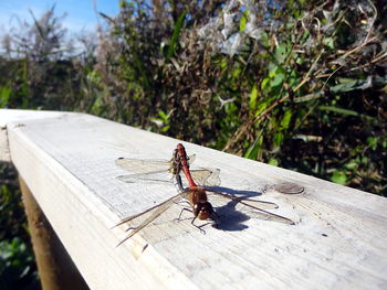 Close-up of insect on wood