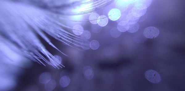 Close-up of purple flower against blurred background