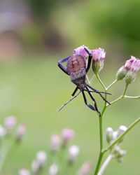 Close-up of insect on flower