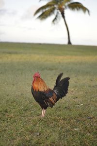 View of a bird on field