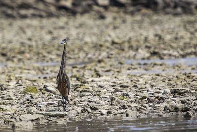 Close-up of bird on field