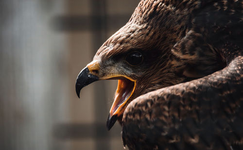 Close-up of eagle