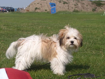 Portrait of dog on field