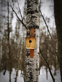 Close-up of birdhouse on tree trunk