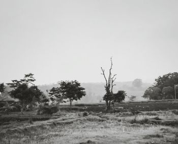 Scenic view of field against clear sky