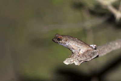 Close-up of a lizard on tree