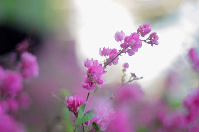 Close-up of pink flowering plant