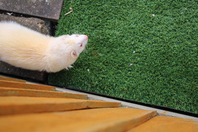 High angle view of cat on grass