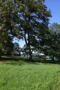 Trees on field against sky