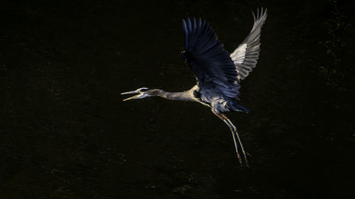 View of a bird flying